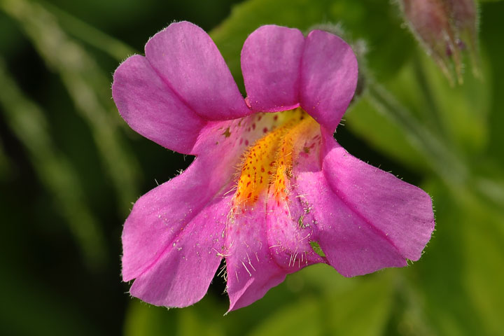 pink monkey–flower