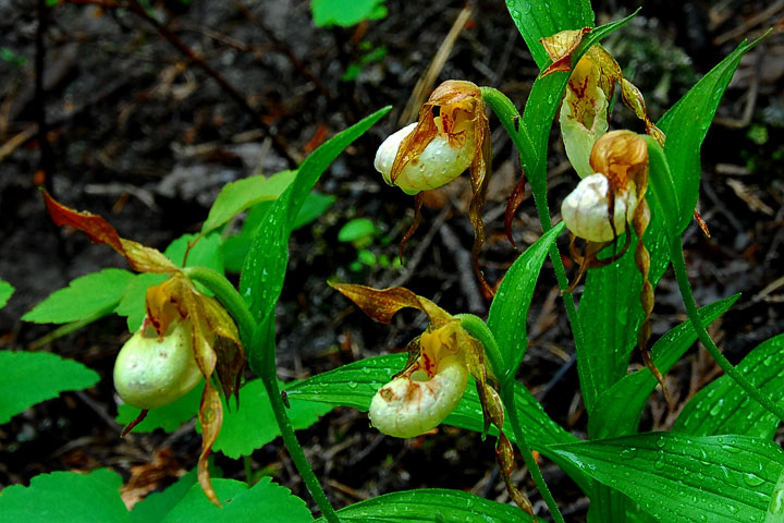 mountain lady’s slippers