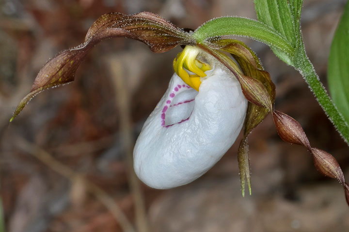 mountain lady’s slipper