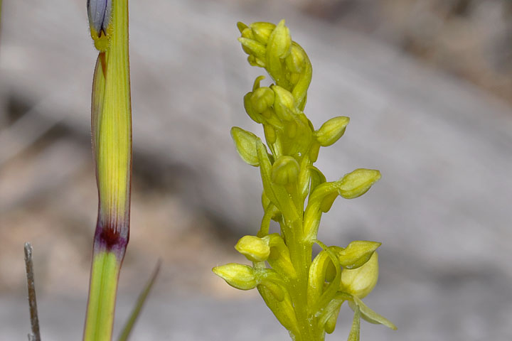 white rein orchid