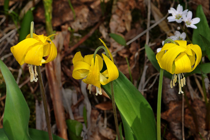 yellowg glacier lilies