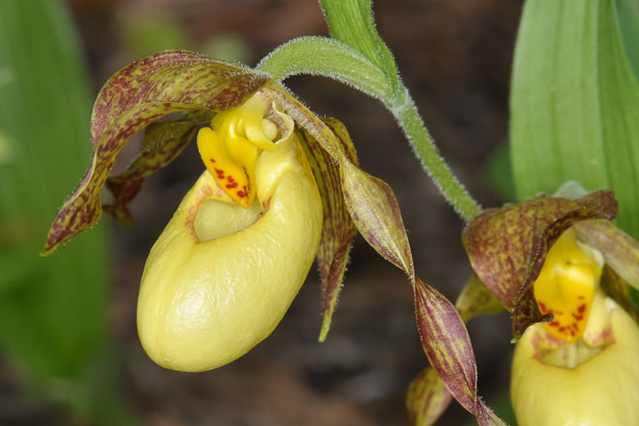 yellow lady's slipper