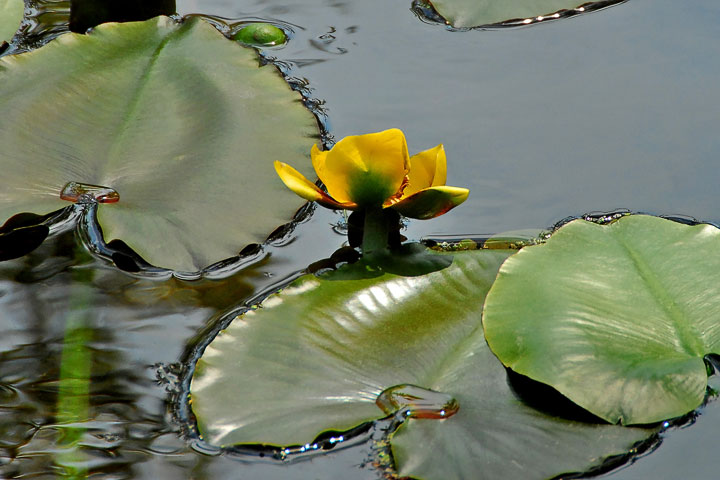 yellow pond–lily